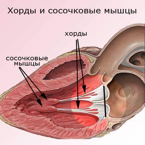 хорды и сосочковые мышцы сердца