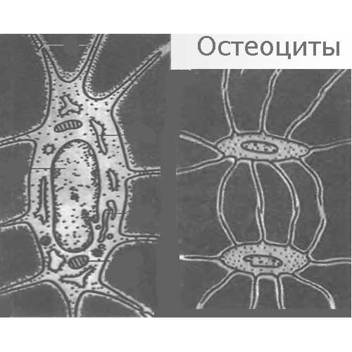 остеоцит