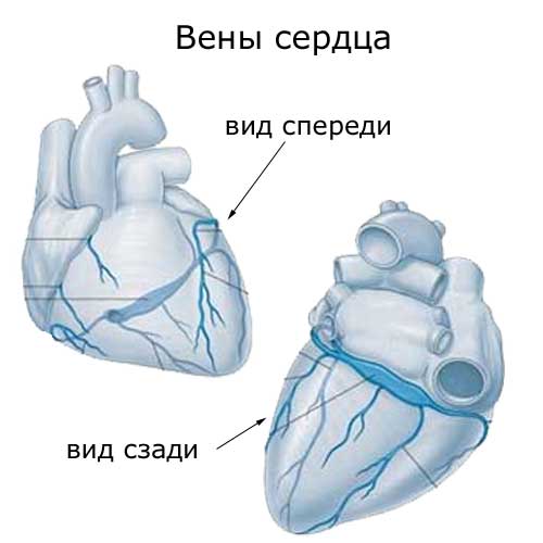 вены сердца