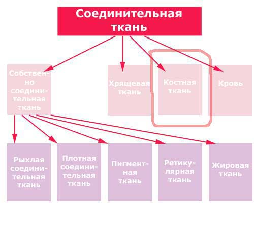 место костной ткани среди соединительных тканей