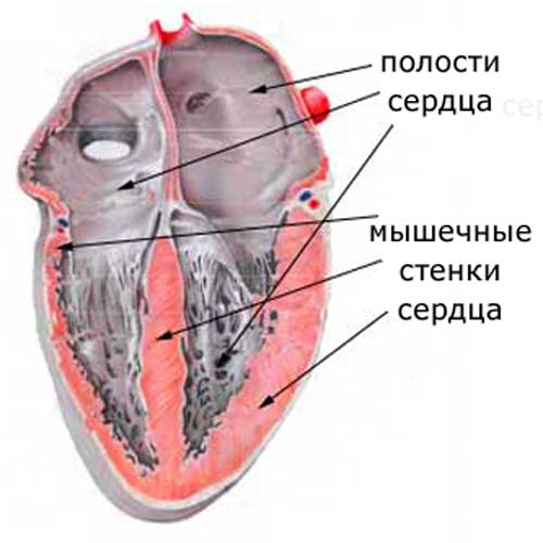 Сердце - главный орган кровеносной системы, полости и стенки сердца
