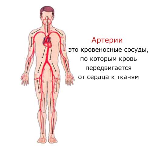 артерии, по которым кровь движется от сердца к тканям