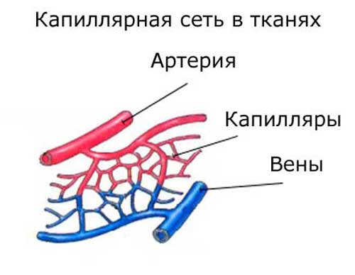 капиллярная сеть в тканях