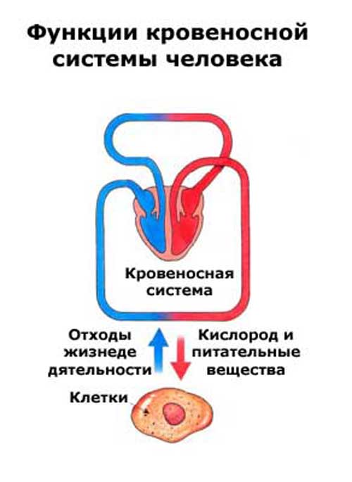 Функции кровеносной системы человека