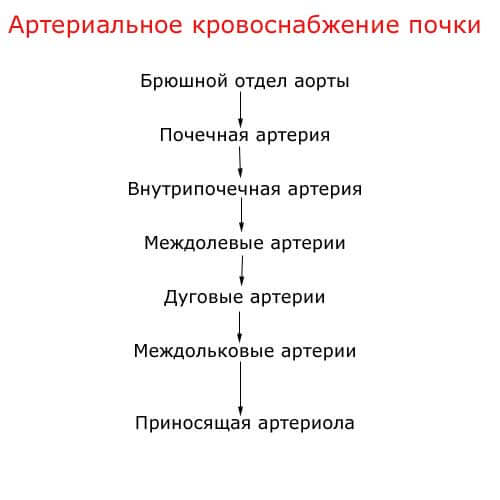 артериальное кровоснабжение почки, схема