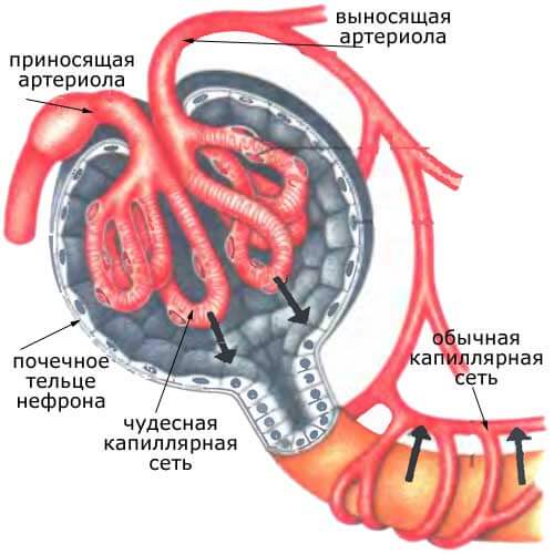 венозное кровоснабжение почки, схема