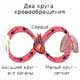 два круга кровообращения