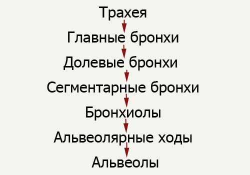 Схема строения легких