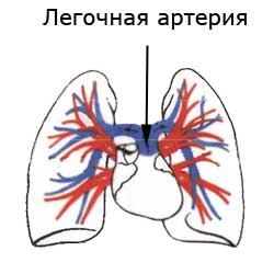 легочная артерия