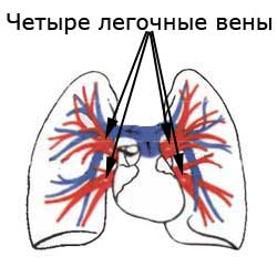 четыре легочные вены