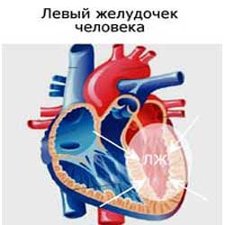 левый желудочек сердца человека