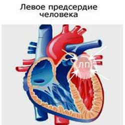 левое предсердие в сердце человека
