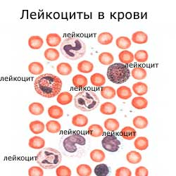 лейкоциты в крови