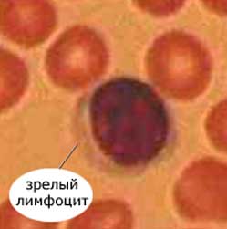 зрелый лимфоцит