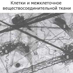 клетки и межклеточное вещество соединительной ткани