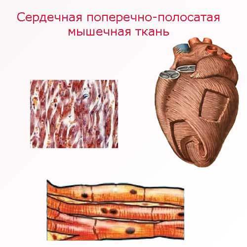 сердечная поперечно-полосатая мышца