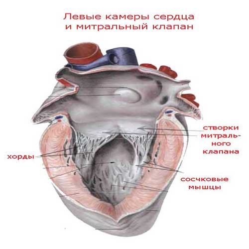 левые камеры сердца и митральный клапан