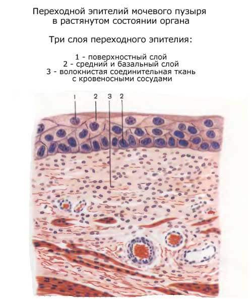 переходной эпителий мочевого пузыря в растянутом состоянии органа, три слоя переходного эпителия