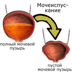 мочеиспускание:полный и пустой мочевой пузырь