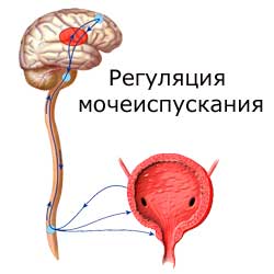 регуляция мочеиспускания