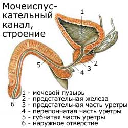 мужской мочеиспускательный канал, строение