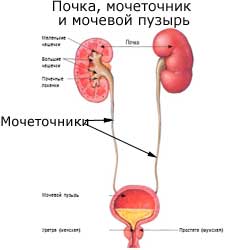 почка, мочеточник и мочевой пузырь