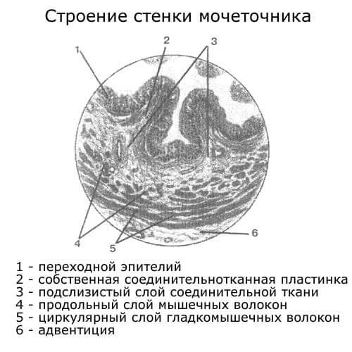 строение стенки иочеточника, гистология