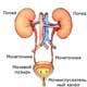мочевая сстема