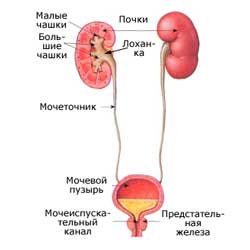 мочевыделительная система