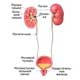 мочевыделительная система