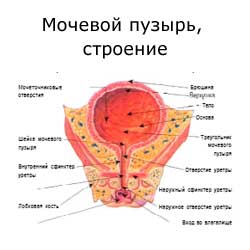 мочевой пузырь, строение