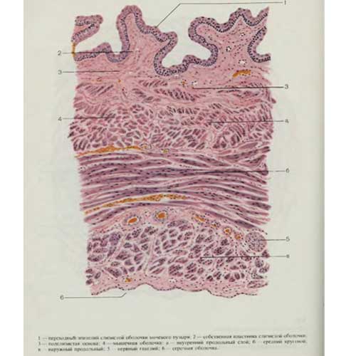 строение стенки пузыря