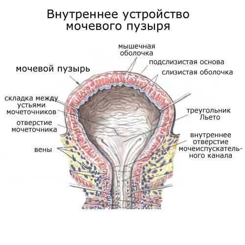 внутреннее устройство мочевого пузыря