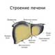 строение печени