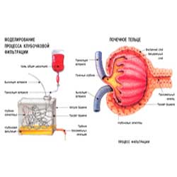  образование первичной мочи моделирование процесса