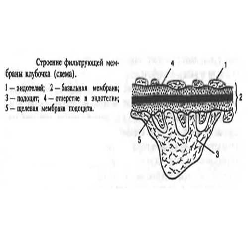 почечный фидьтр схема строения