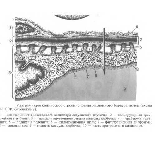 ультрамикроскопическое строение почечного фильтра