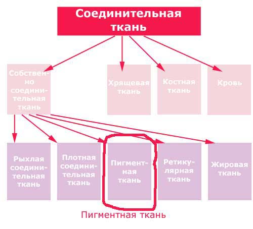 место пигментной тикани среди разных видов соединительной ткани