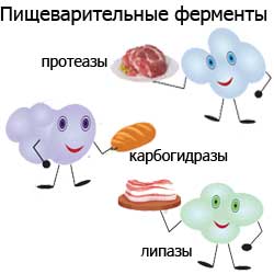 пищеварительные ферменты, три вида