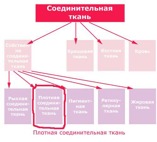 место плотной соединительной ткани в группе соединительных тканей организма, схема