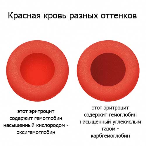 два эритроцита с разным оттенком красного