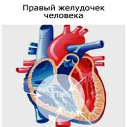 правый желудочек сердца человека