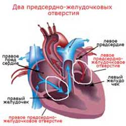 предсердно-желудочковые отверстия в сердце человека