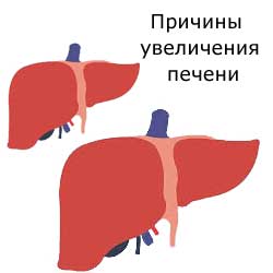 нормальная и увеличенная печень