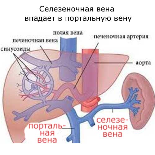 селезеночная вена впадает в вену воротную