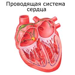 проводящая система сердца
