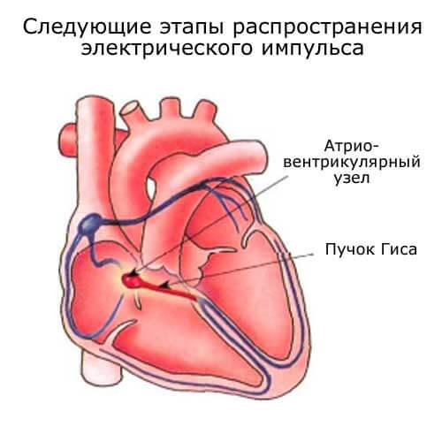 атриовентрикулярный узел и пучок Гиса - следующие этапы проведения импулься по сердцу