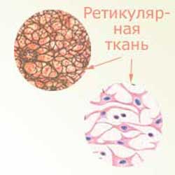 ретикулярная ткань