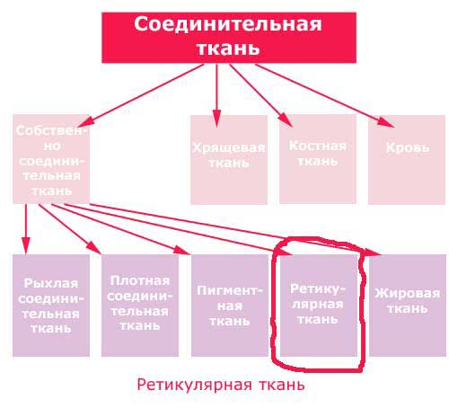 место ретикулярной ткани в группе соединительных тканей, схема