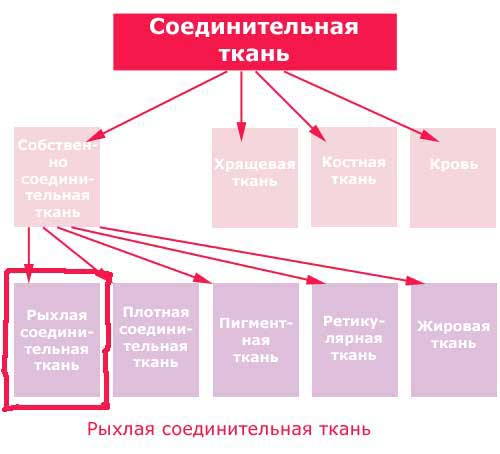 место раыхлой соединительной ткани, схема